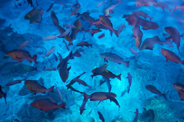 Geheimnisse der Ozeane