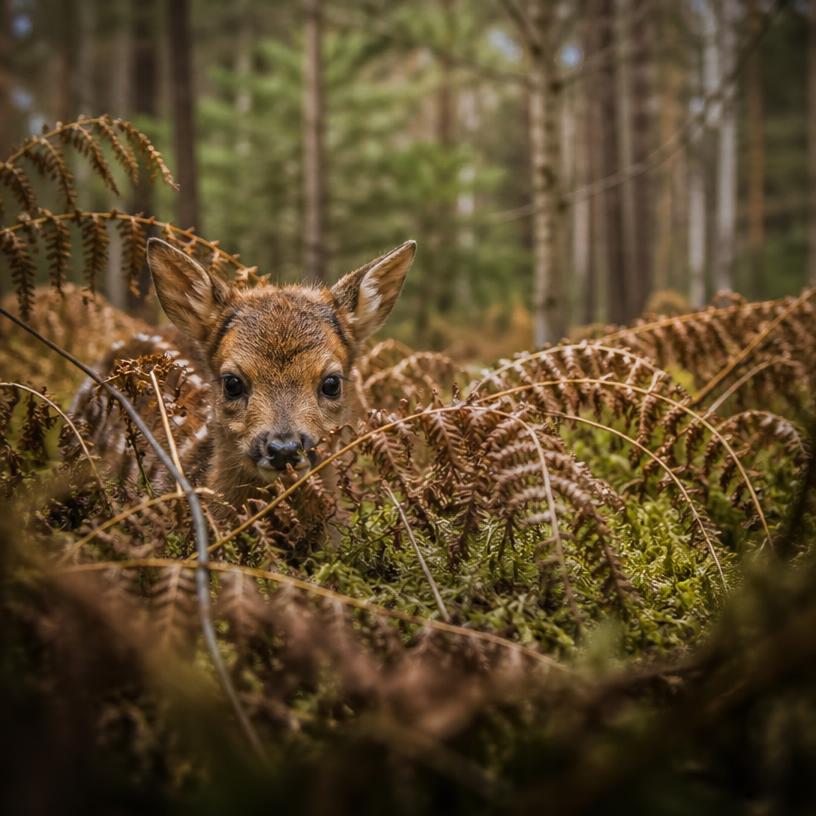 Überleben zwischen den Zeilen der Natur