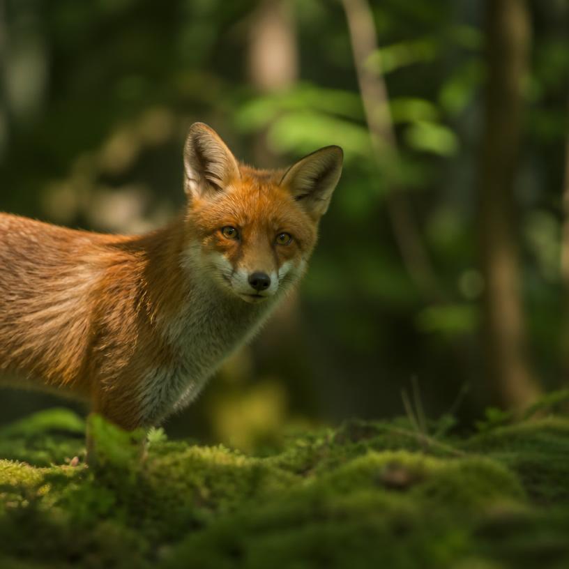 Die Geheimnisse der Tierwelt