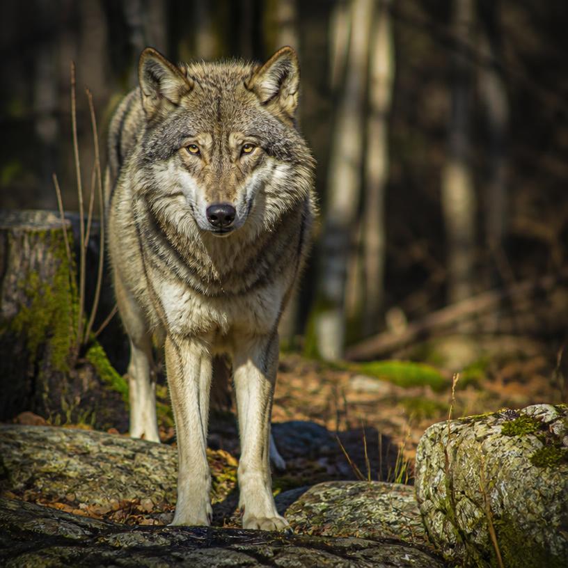 Überlebenskünstler der Wildnis