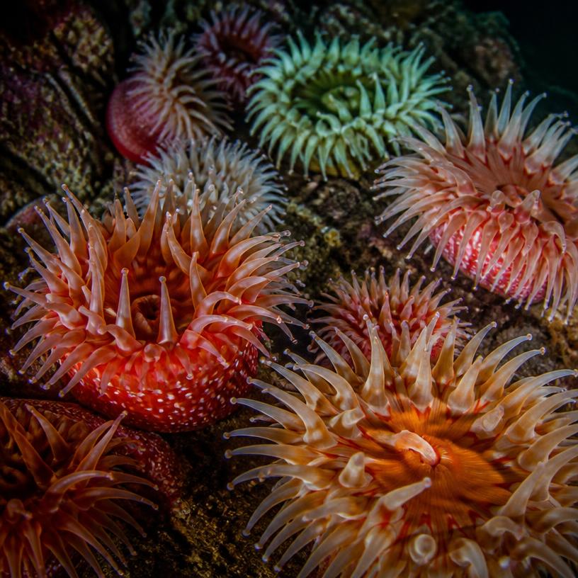 Anemonen: Die verrückte Unterwasserparty