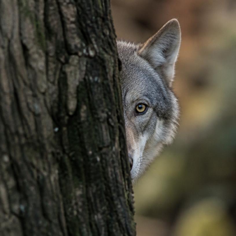 Spionage im Tierreich: Die geheime Welt der Tiere