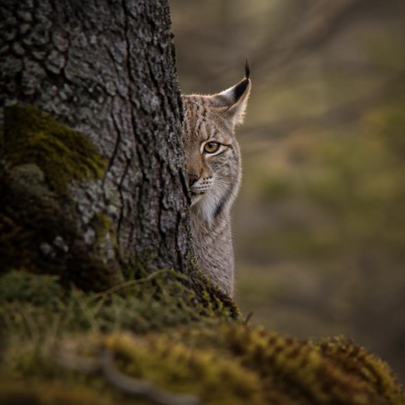 Die geheimnisvollen Facetten der Feline: Eine Entdeckungsreise