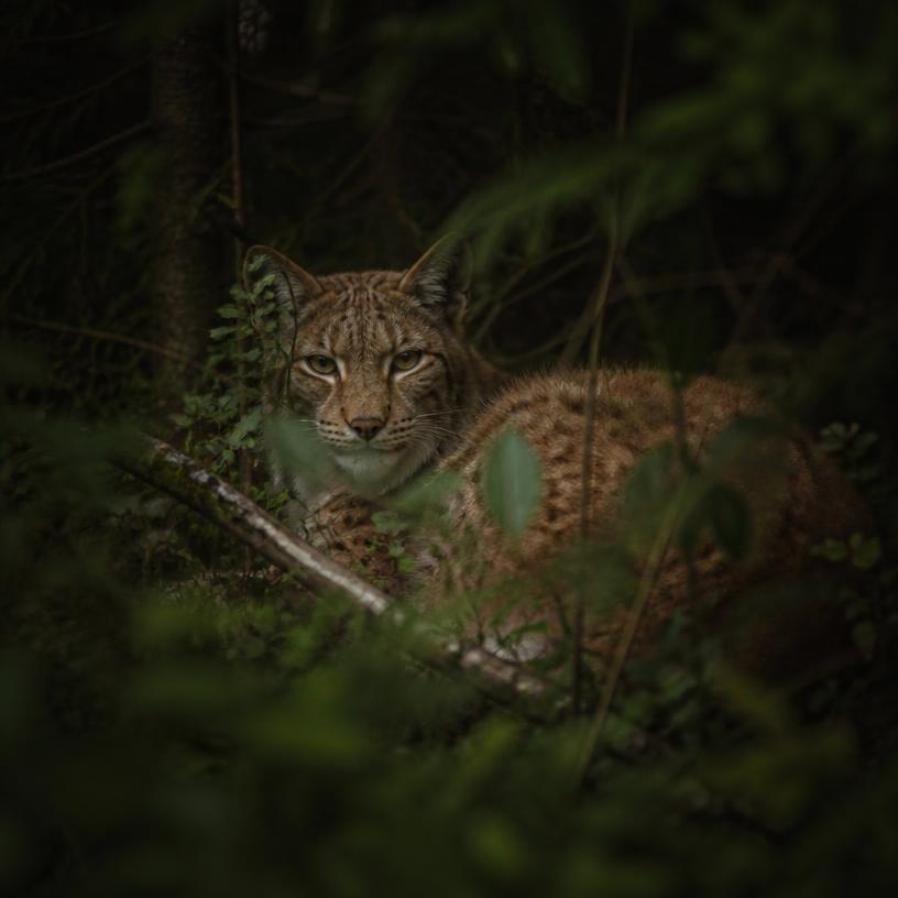Im Dickicht der Geheimnisse: Tierische Schattenblicke