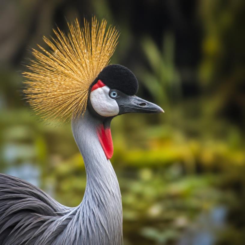 Faszination der Federwesen