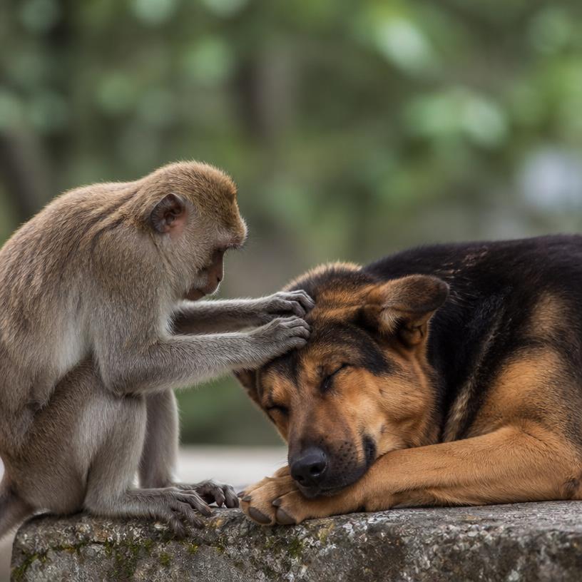 Freundschaft über Arten hinweg: Unglaubliche Tierfreundschaften!
