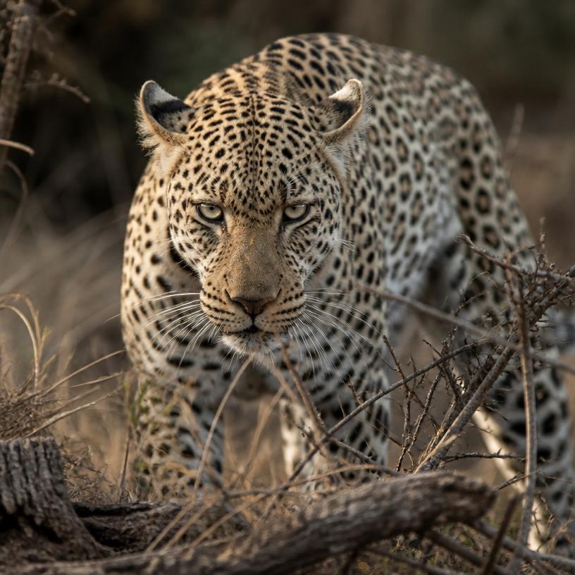 Afrikanische Wildtiere: Meister der Überlebenskunst