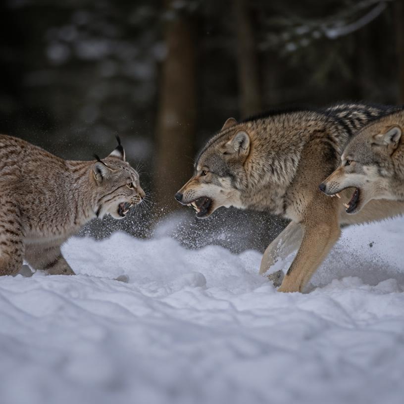 Luchse vs. Wölfe: Der ultimative Showdown!